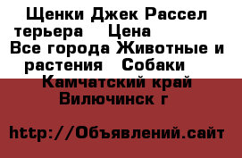 Щенки Джек Рассел терьера  › Цена ­ 15 000 - Все города Животные и растения » Собаки   . Камчатский край,Вилючинск г.